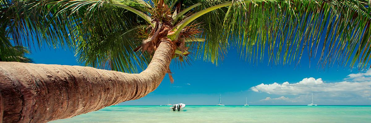 Dominican Dreaming